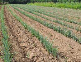 Immagine 2 di PORRO DI CERVERE AGRICOLA RINERO STEFANO